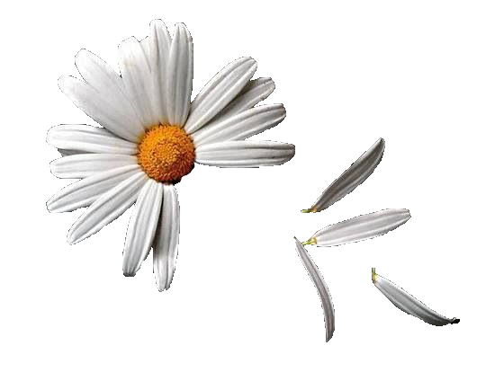 This will display an png