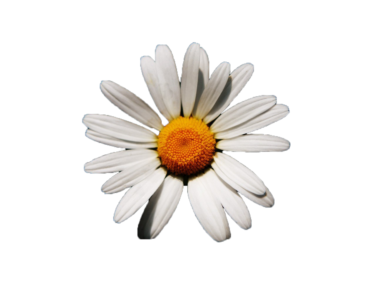 This will display an png